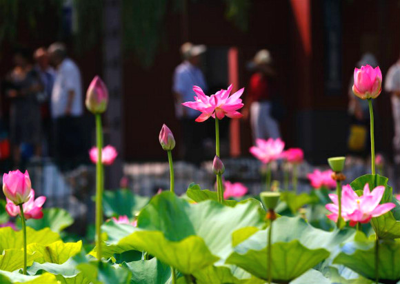 公园荷花池景观喷雾